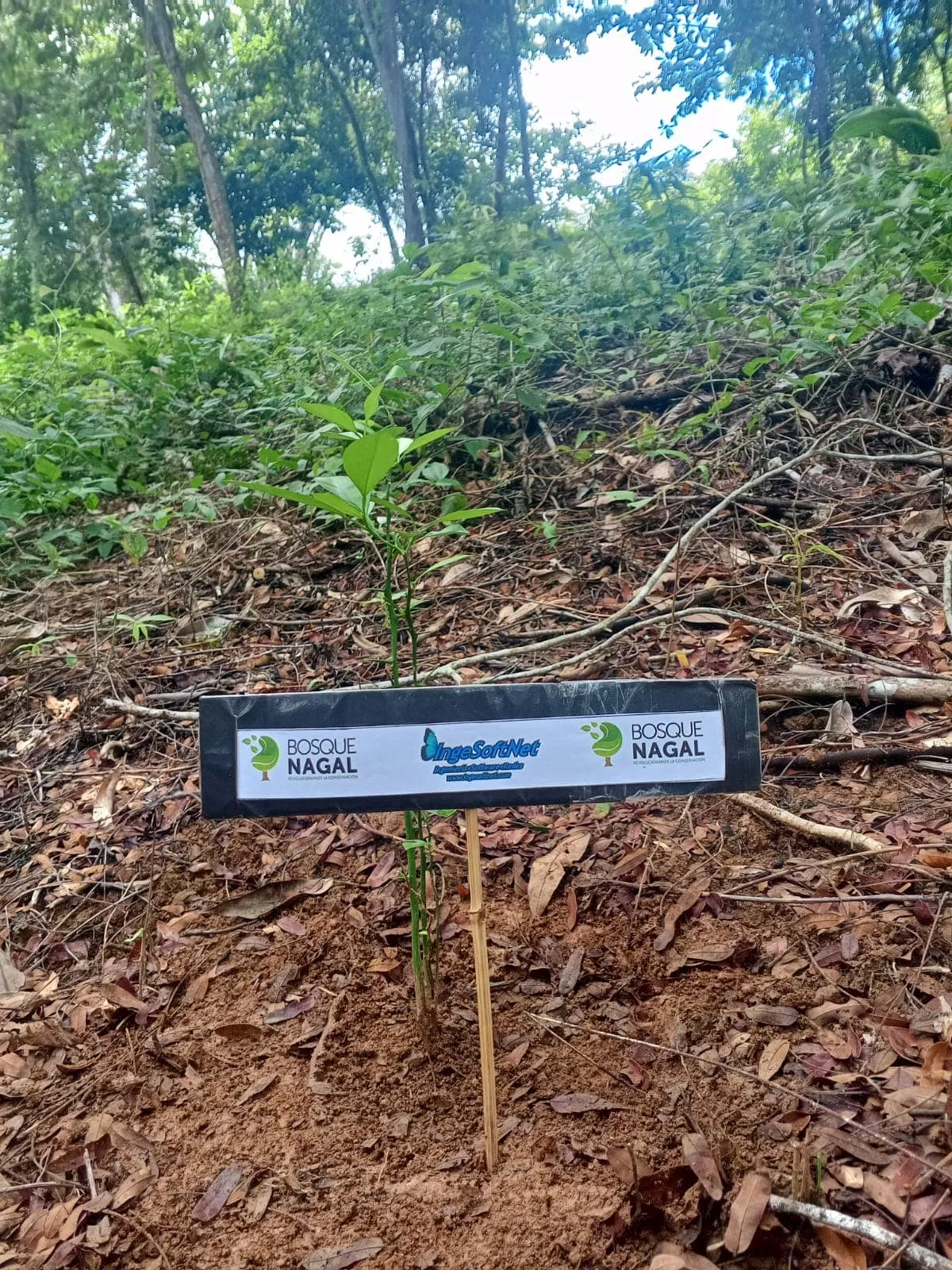 Galería imagen número 11