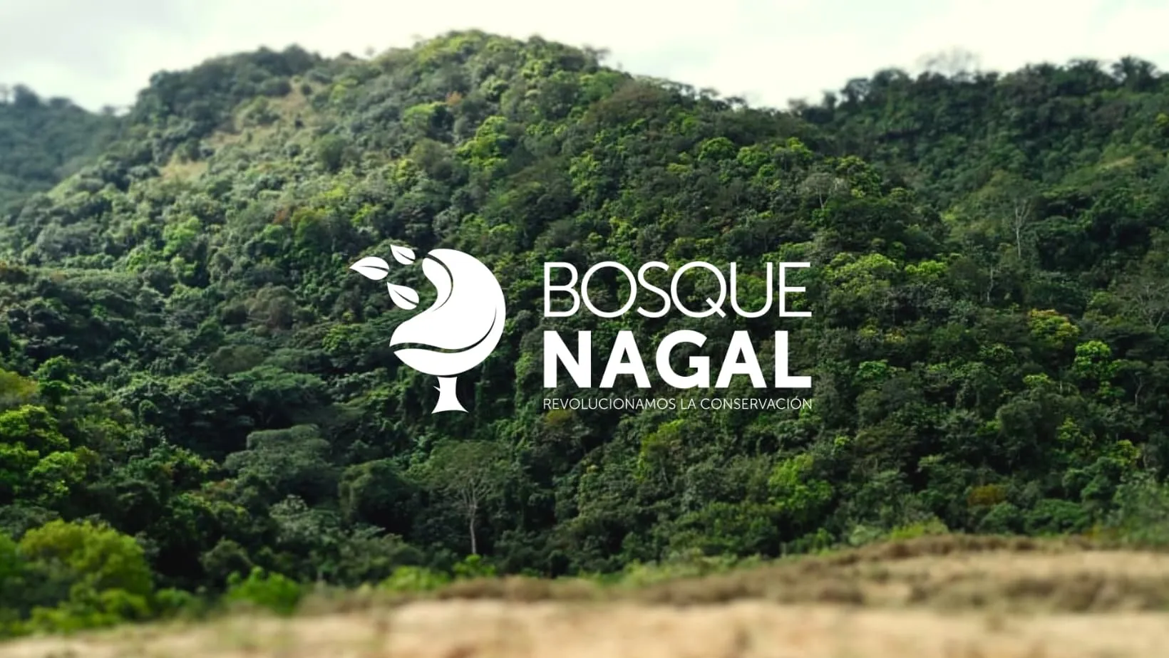 Galería imagen número 8