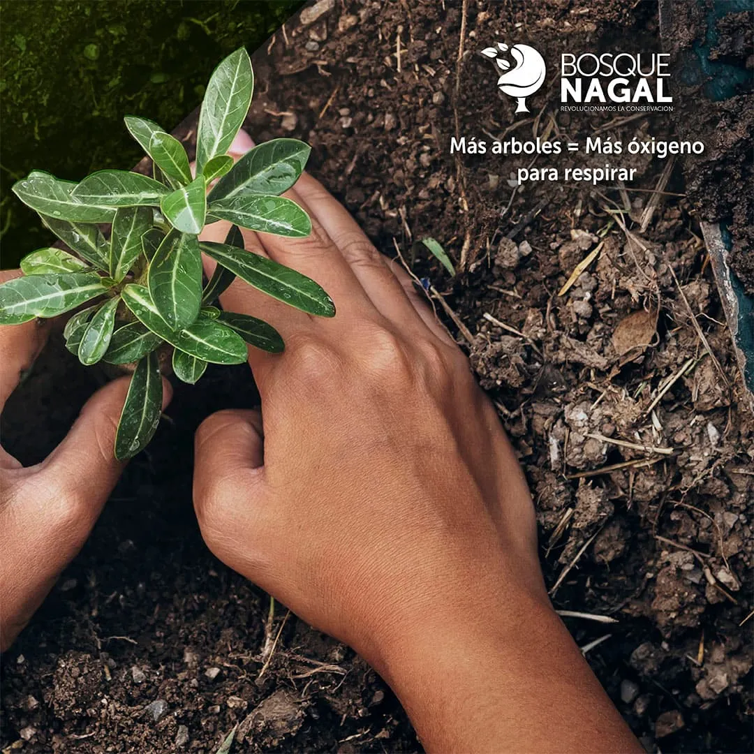 Galería imagen número 9